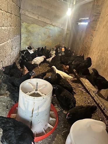 Toyuqlar: Toyuq, Australorp, Damazlıq — 6