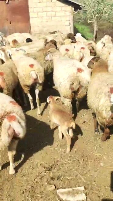 Qoyunlar, qoçlar: Dişi, il: 1, 50 kq, Damazlıq, Ünvandan götürmə — 7