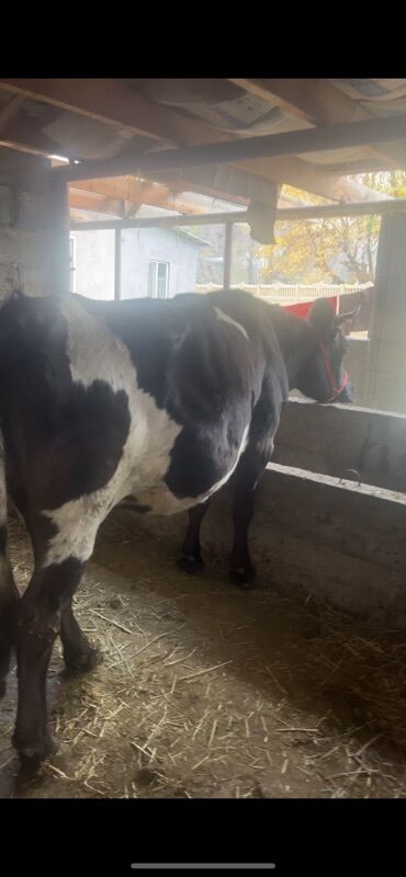 домик для животных: Сатам | Уй (ургаачы) | Көбөйтүү үчүн | Асыл тукумдуу