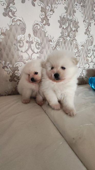 bulldog iti: Şpitz, Peyvəndli — 2