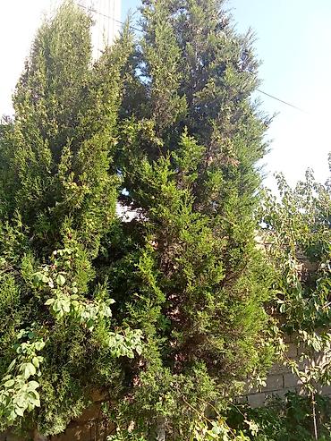 yolka: Yolka agaclari tecılı satılır 50manata - Növ: həmişəyaşıl iynəyarpaq — 1