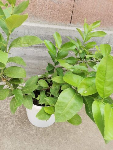 Limun: Stablo limuna, sa plodom, u cvetu. vise komada — 3