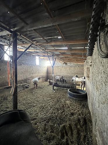 Продажа коттеджей и домов: 🏡 Продаётся уютный дом в г. Шопоков! Отличный вариант для комфортного — 13