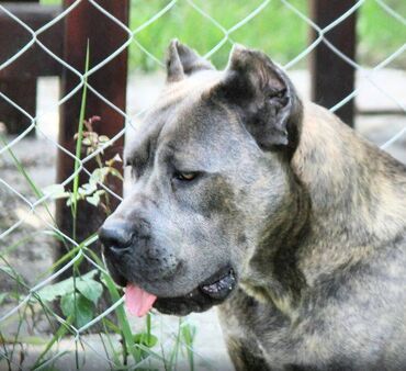 Psi: Cane Corso štenci dostupni za rezervaciju! U ponudi imamo tri na lalafo.rs — 16 Psi: Cane Corso štenci dostupni za rezervaciju! U ponudi imamo tri — 16