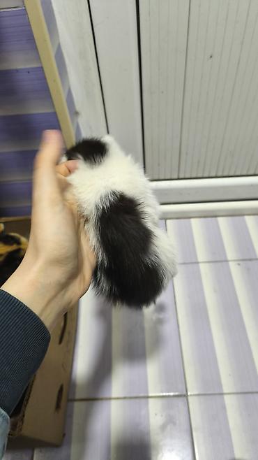 Pişiklər: Yaxşı əllərə — 10