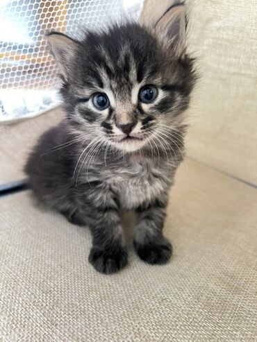 объявление щенки в добрые руки: Ищу добрые руки для котят! 🐾 3 июля у нашей кошечки родились