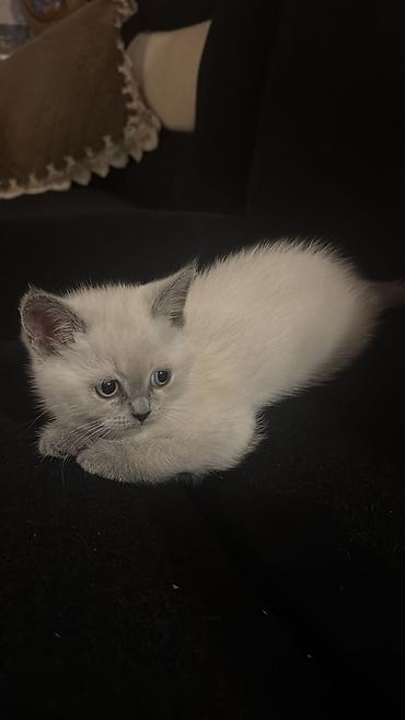 Pişiklər: Şinşilla, Dişi — 6