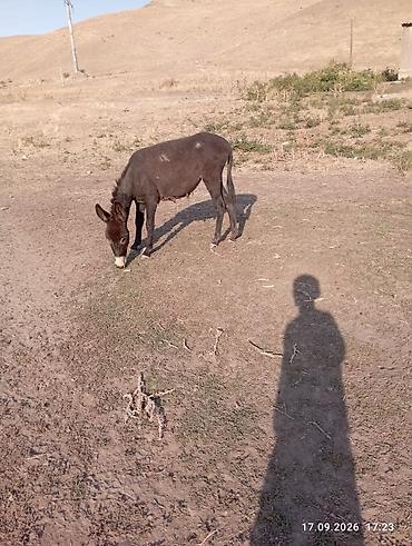 эшек жаныбар: Осёл (темно‑бурого окраса) - Спокойный рабочий ослик средних размеров — 3