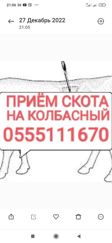 продажа скота в бишкеке: Куплю | Коровы, быки, Лошади, кони, Другие с/х животные | Круглосуточно, Любое состояние, Забитый