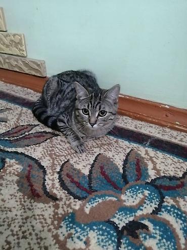 шотландский котенок: Скотиш Страйт (Шотландская прямоухая), 6 месяцев, Девочка, Приучена к лотку, Проглистована, С прививками — 5