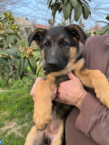 çoban kucuyu: Alman çoban iti, 3 ay, Dişi, Peyvəndli