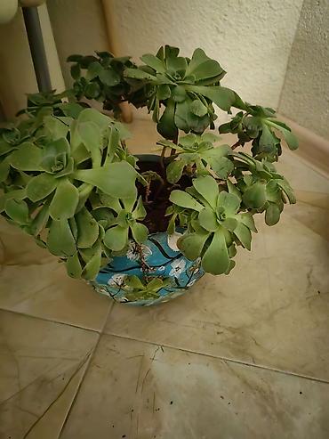bitkilər: Sukkulent bitki – Aeonium (Eonium) növü - Dekorativ, rozet formalı — 1