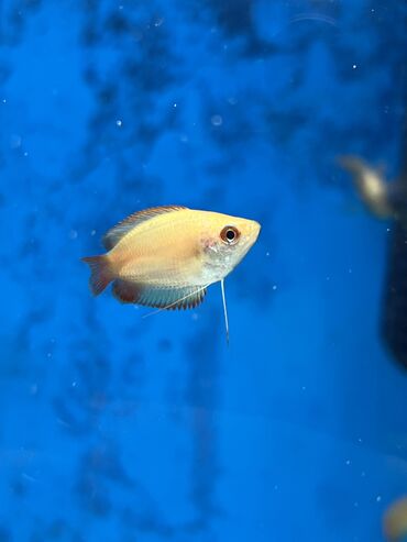 Аквариумы: Рыбки | Аквариумы | Оборудование | Аксессуары | Растения Богатый опыт — 9