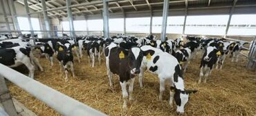 купить цыплят с птицефабрики: Продаю | Корова (самка), Бык (самец), Музоо, торпок | Ангус, Герефорд, Голштин | На откорм, На забой, Для разведения