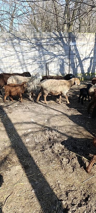 Баран, овца: Продаю | Овца (самка) | Для разведения | Матка — 1