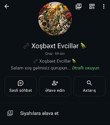 damazlıq heyvanların satışı: Salam Vhatsap qurupu heyvanların alışı satışı marağı olan xanım və — 2