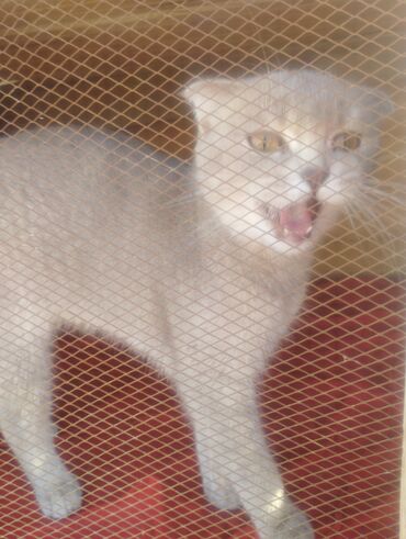 Pişiklər: Boz rəngdə ev pişikləri - Növ: ev pişiyi (qısa tüklü, boz/gümüşü rəng — 8