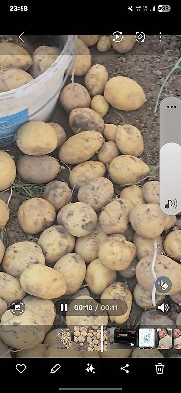кухонные оборудования: Картошка В розницу — 2
