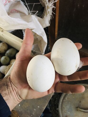 qaz yumurtasi satilir v Azərbaycan | TOYUQLAR, XORUZLAR: Qaz yumurtası 1ədədi (-2 - Manat)