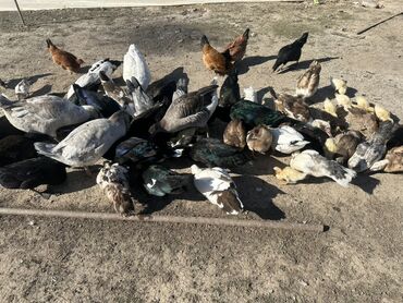 Ördəklər: Salam Aleykum Satılır Ördək Qaz Ördək Cücəsi Toyoq 36 Ədəd Lal Ördək — 14