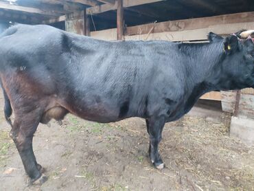 дом животных: Сатам | Уй (ургаачы) | Сүт алуу үчүн | Музоологондон кийин