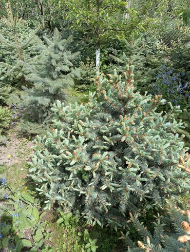 Digər bitkilər: Hərkəsə salam😀 Quba ərazisində krimlovski şam ağaclarının topdan və — 8