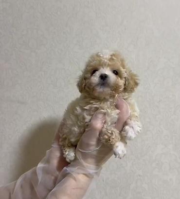 İtlər: 3 ay, Dişi, Peyvəndli, Ünvandan götürmə — 1