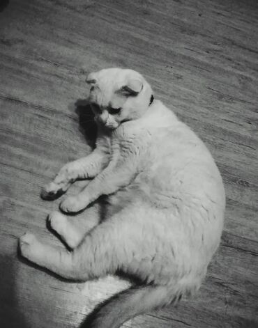 самюн ван в таджикистане: Şotlant pişiki ağ rəng 1 yaşı var erkəkdir yaxşı baxan adam varsa