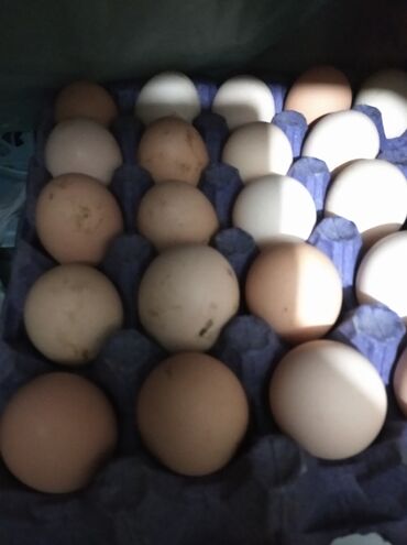 goyercin yumurtasi: Toyuq, Australorp, Yumurtalıq, Ünvandan götürmə, Pulsuz çatdırılma