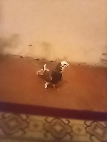 Tutulma erkek 15 bal