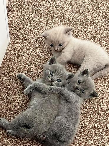 Кошки: Котята, короткошёрстные, домашние. На фото — трое малышей: два серых — 1
