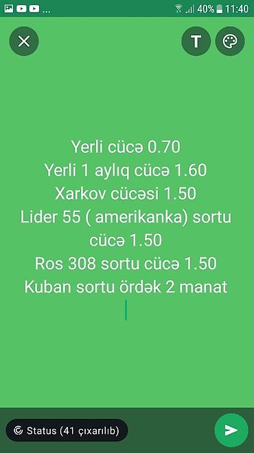 ordek yumurtası satışı: Toyuq cücələri, Damazlıq, Ünvandan götürmə, Ödənişli çatdırılma — 9