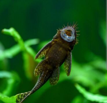 akvarium filtiri: Anctirus balıqlari akvariumda olan yosun və artıq yemləri yeyir