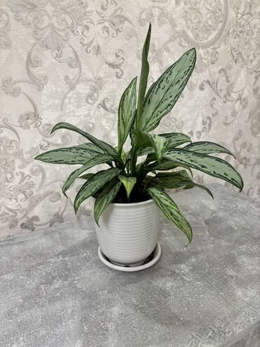 аглаонема купить семена: Продаю комнатные цветы. 
Аглаонема белое цветение 700 сом