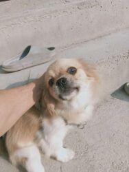 пудель в добрые руки: Başlıq: Продаю собачку в связи с переездом Təsvir: Продаю собачку в