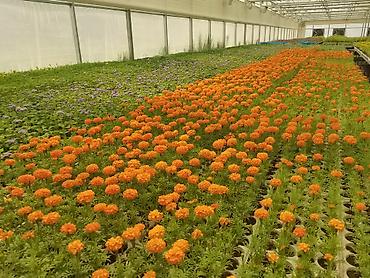 flowers: Промышленная теплица для выращивания рассады, декоративных и цветочных — 9
