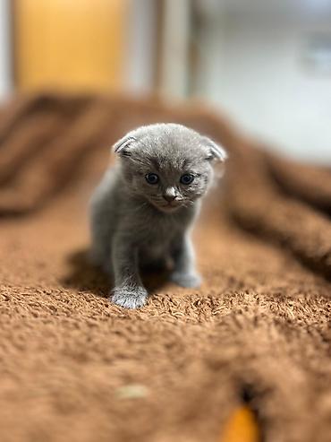 Pişiklər: Şotland — 1