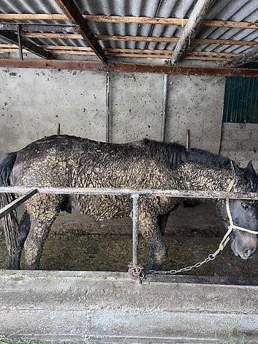 Лошади, кони: Продаю | Жеребец | Полукровка | Для разведения — 8