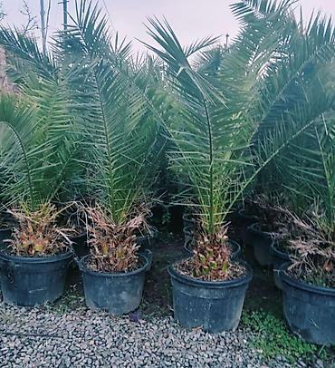 Tinglər: Salam isdenilen nov meyve tinglerini ve dekorativ aqaclari tam orjinal — 12