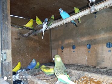 Tutuquşları: Valnisti papuqaylar satilir tutuquşular coxdu renbow var onun qiyməti — 12