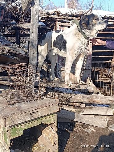 Вязка собак: Кабель возраст 4,5 года холка 94 супертяж чемпион Кыргызстана и — 13