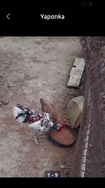 kənd təsərrüfatı heyvanları: Toyuq, Damazlıq, Ünvandan götürmə, Ödənişli çatdırılma