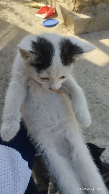 бесплатно кошки: !!Срочно!! раздаю котят Отдам очень добрым рукам❤️