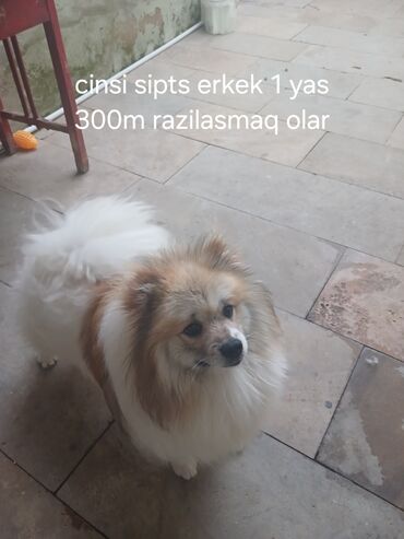 ev heyvanları satışı: Şpitz, 1 il, Erkek