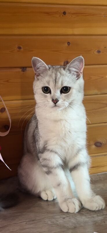 купить бурманскую кошку: Вязка: Скотиш Страйт (Шотландская прямоухая), Мальчик, 1 год, С документами, С прививками, Серебристая шиншилла