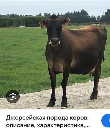 телята месячные: Продаю | Корова (самка) | Джерсейская | Для молока | Привязанные — 1