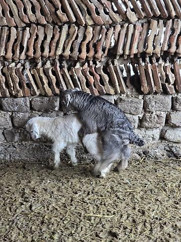 Козы, козлы: Продаю | Коза (самка) | Для разведения — 5