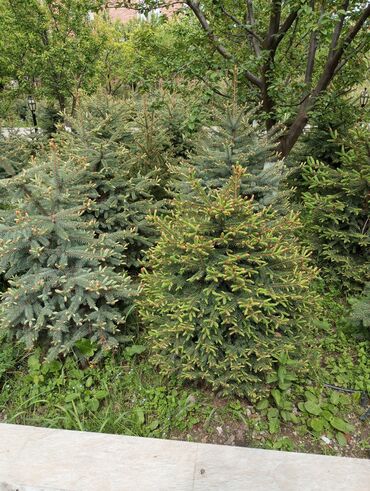 Digər bitkilər: Hərkəsə salam😀 Quba ərazisində krimlovski şam ağaclarının topdan və — 16