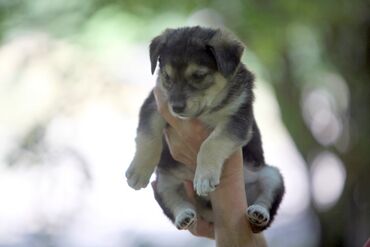 ветеринар для собак: Чудесная маленькая девочка ищет свой дом и заботливых хозяев!! Ее с