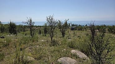 дом с манас: 15 соток, Красная книга — 3